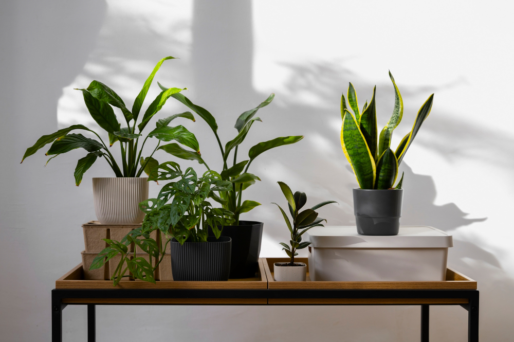 plantes dans des pots