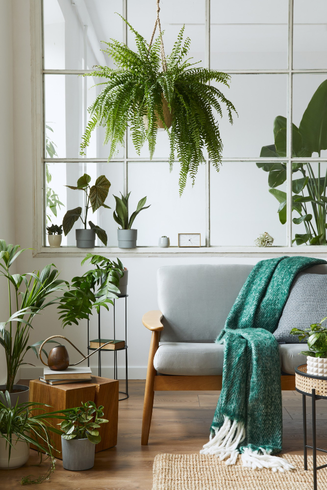 plantes dans salon